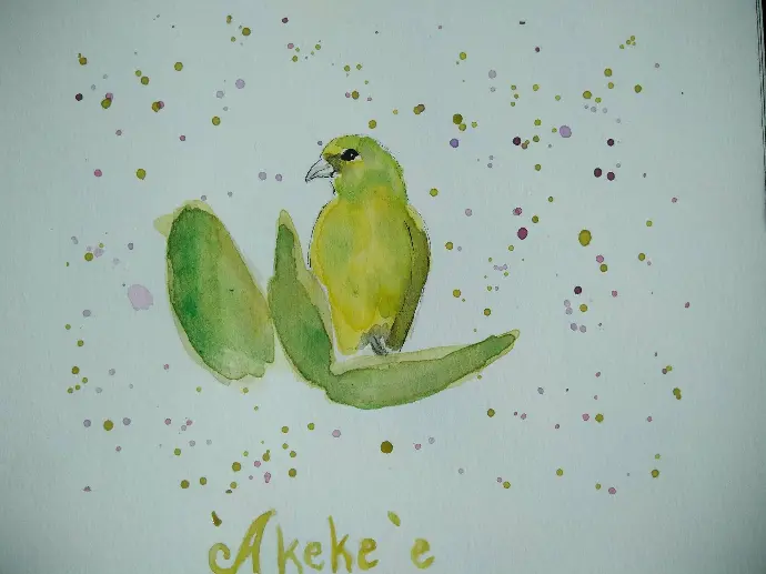 'Akeke'e, oiseau d'Hawaii, peint à l'aquarelle et au stylo
