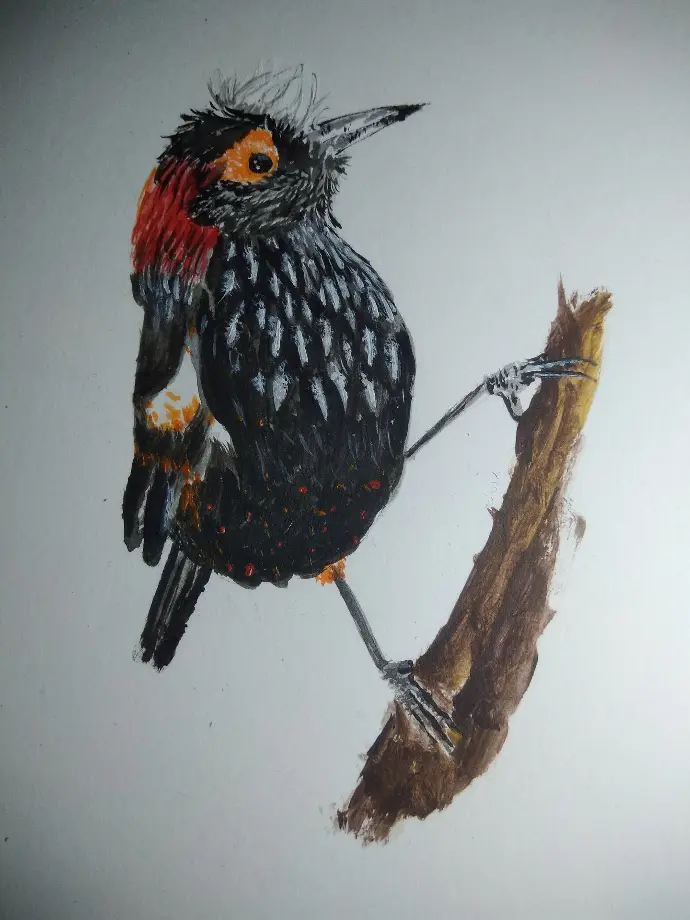 'Ākohekohe, oiseau d'Hawaii, peint à l'acrylique