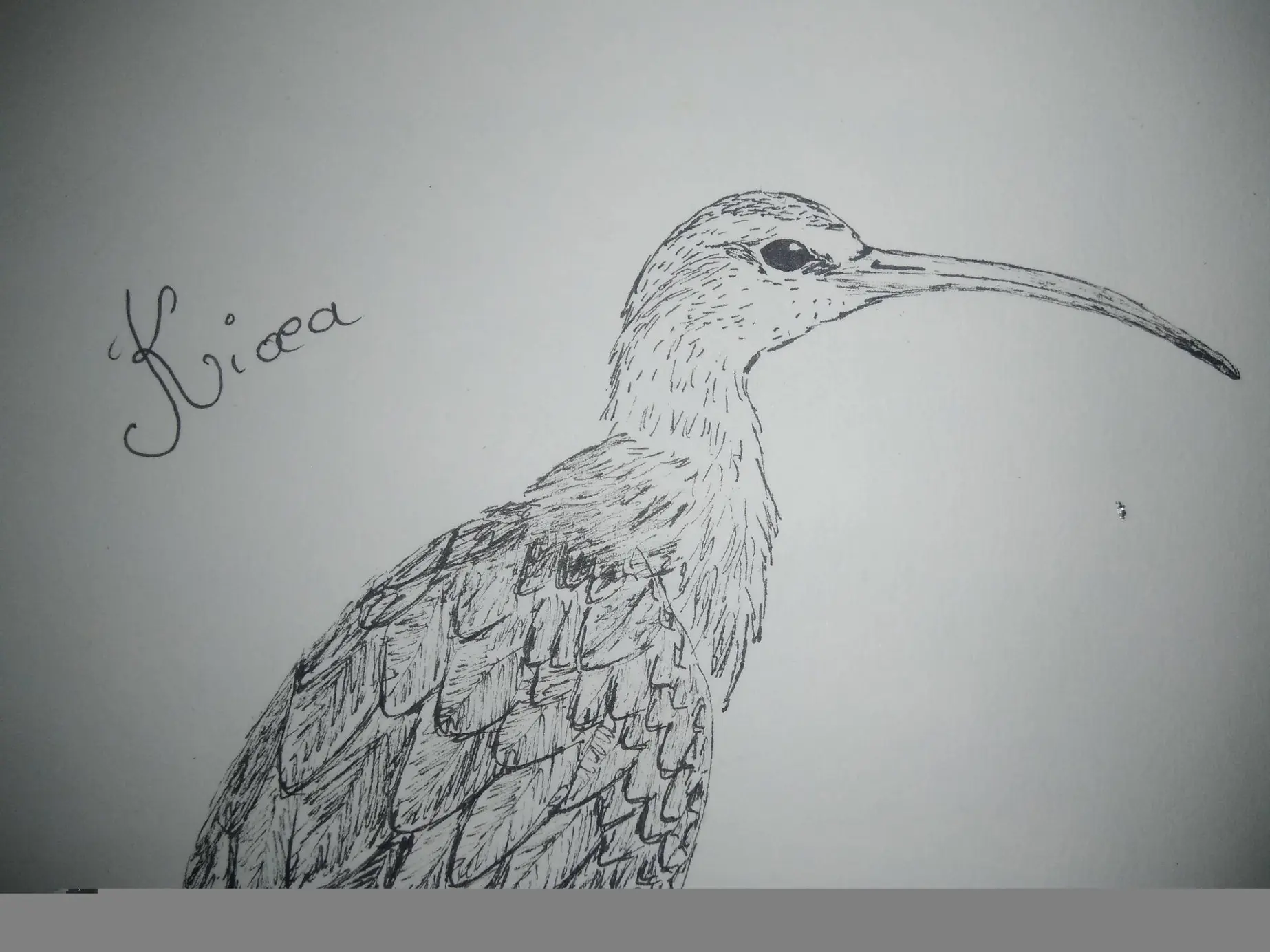Kioea, oiseau d'Hawaii, dessiné au stylo